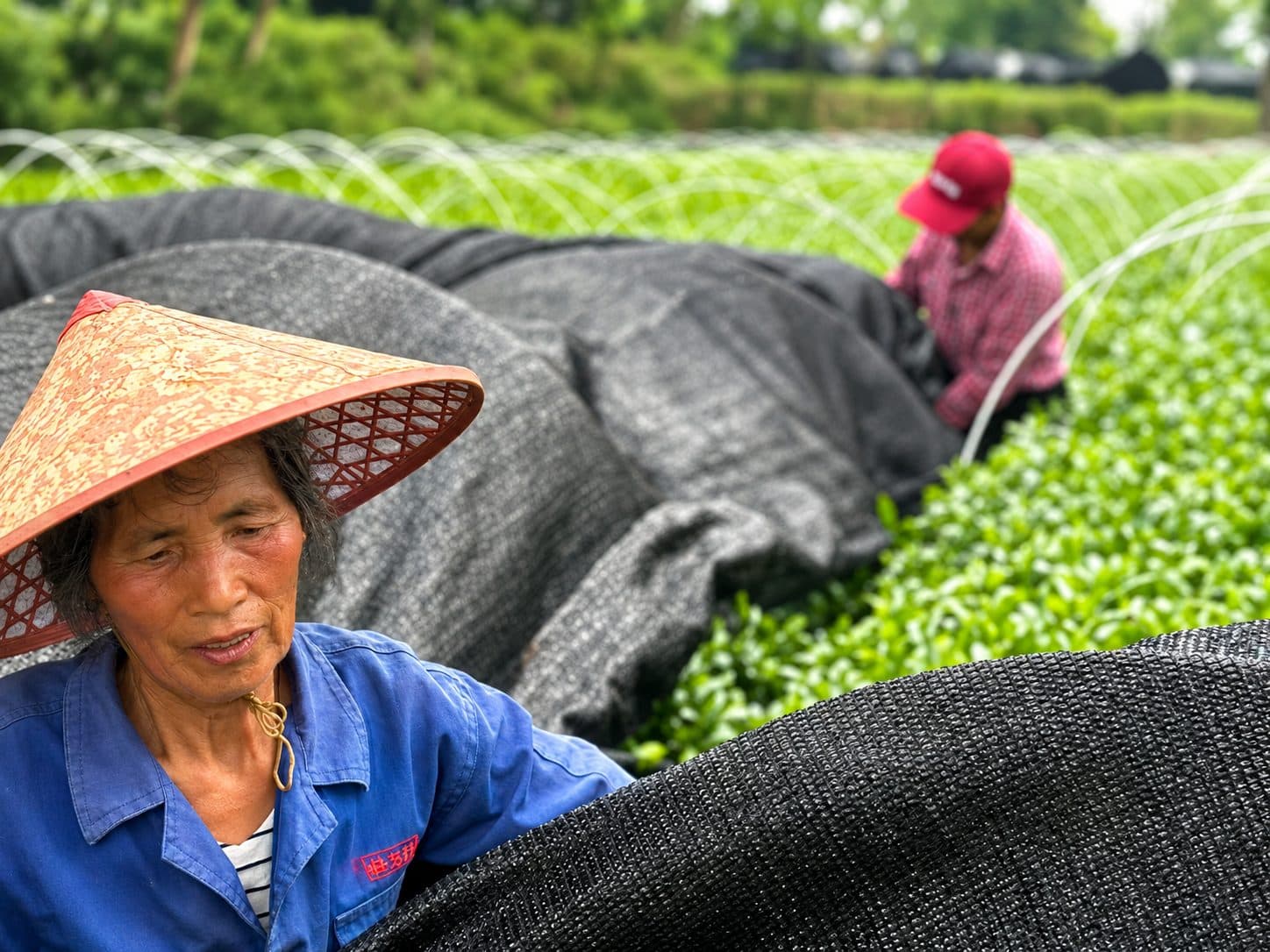 A grower picking leaf at harvest