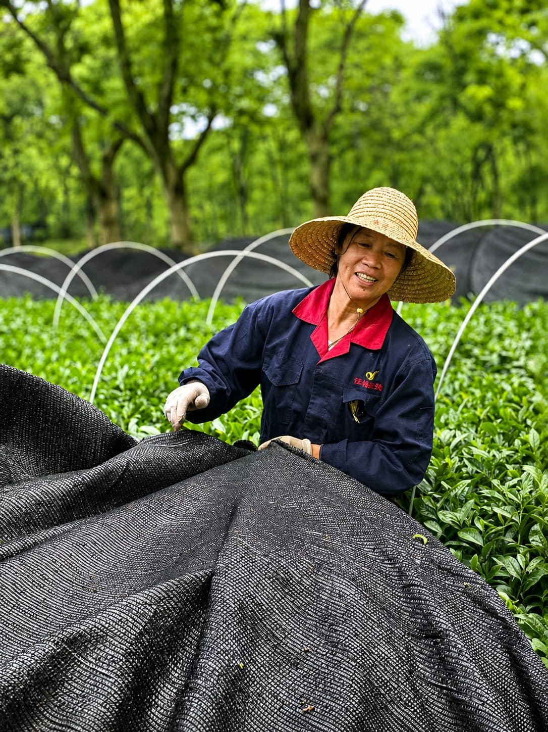 A grower in the shade-grown gardens