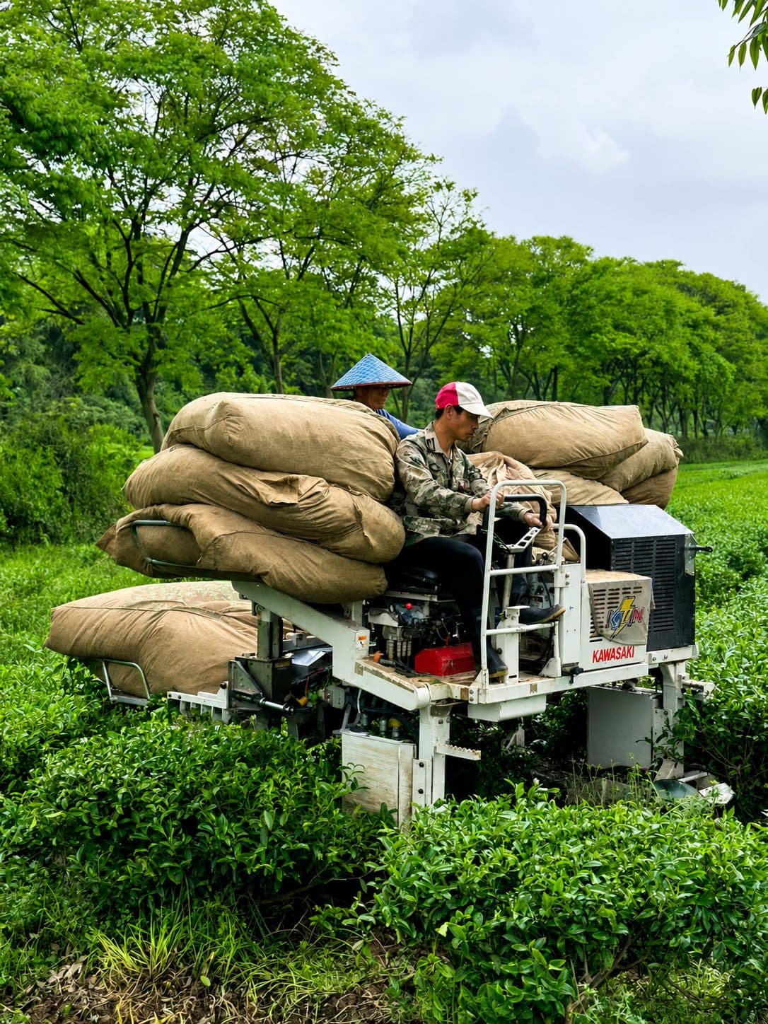 Loaded harvest moving from the gardens