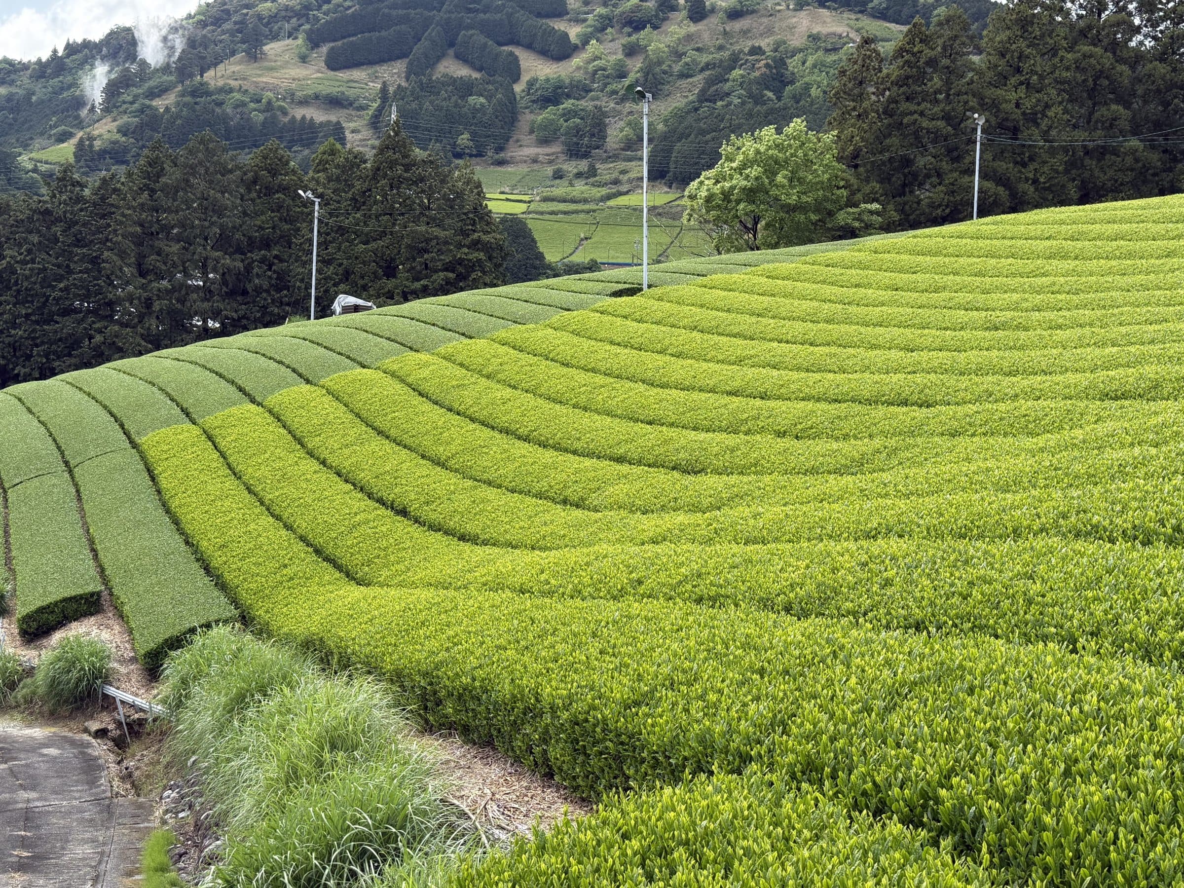 Tea terraces at origin